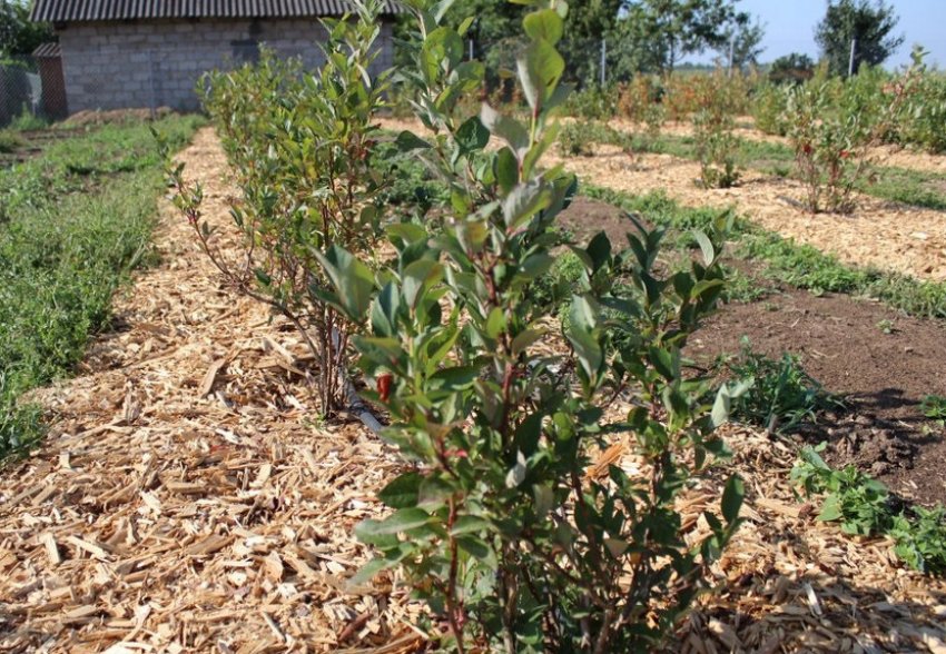 Мульчування лохини Мульчування лохини