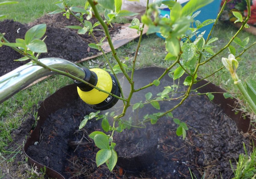 Полив лохини Полив лохини