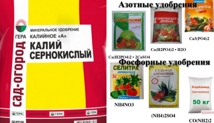 Голубика удобрение весной. Удобрение для голубики. Подкормка голубики сульфатом аммония. Таблица удобрений для голубики. Азотное удобрение для голубики весной.