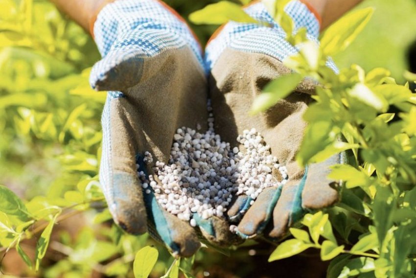 Підживлення лохини Підживлення лохини