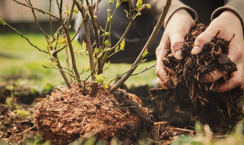 Мульчування лохини Мульчування лохини