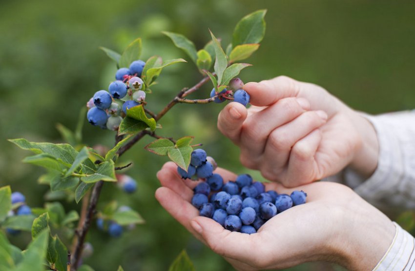 Збір ягід лохини Збір ягід лохини