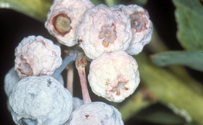 Сіра гниль лохини Сіра гниль лохини