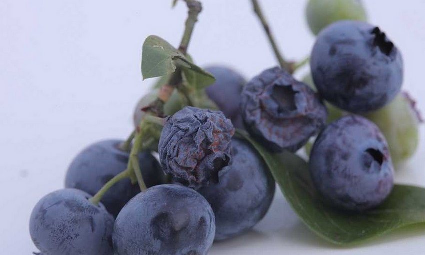 Моніліоз лохини Моніліоз лохини