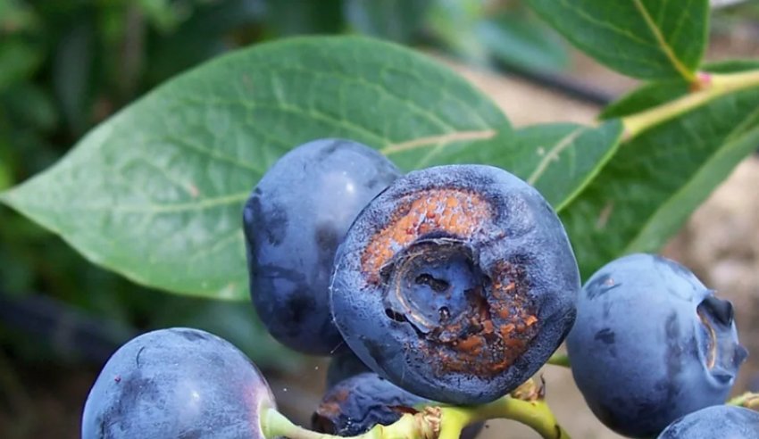 Фітофтороз лохини Фітофтороз лохини