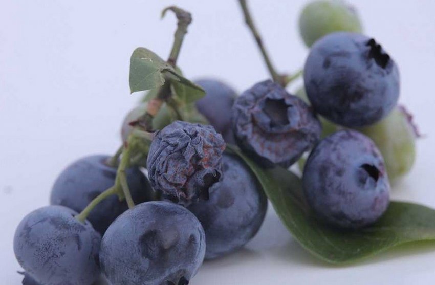 Гниль лохини Гниль лохини