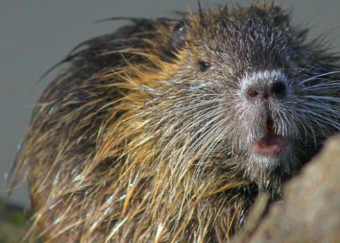 Породы нутрий: топ самых популярных, внешний вид, особенности