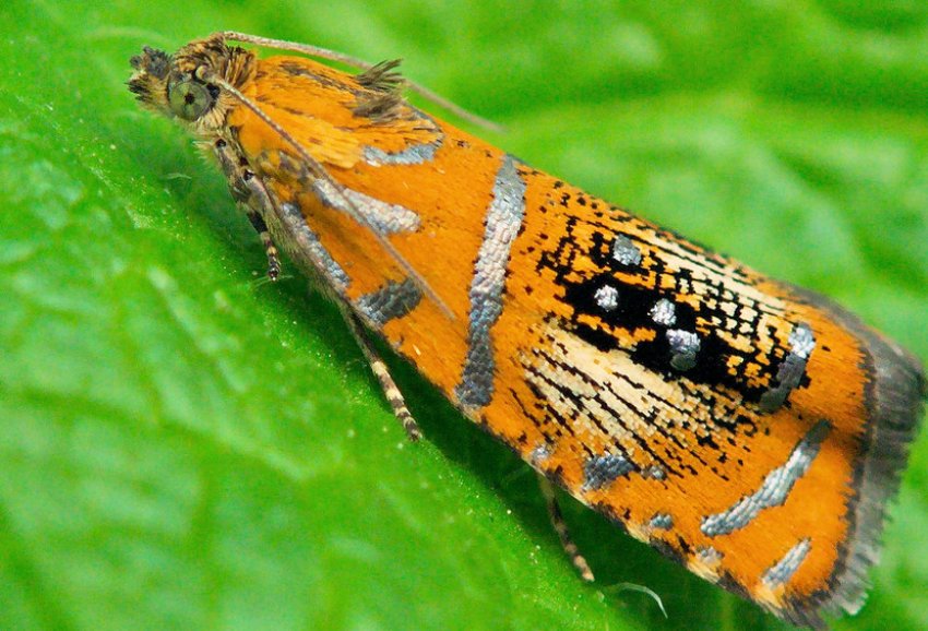 Листовійка Листовійка