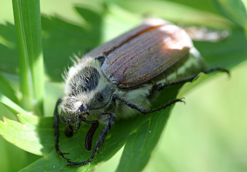 Травневий жук Травневий жук
