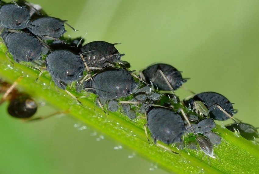 Чорна попелиця Чорна попелиця