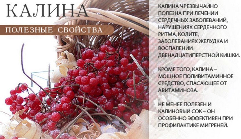 Плоды калины применение