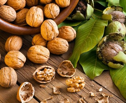 Волоські горіхи в промислових масштабах будуть вирощуватися у Вінницькій області