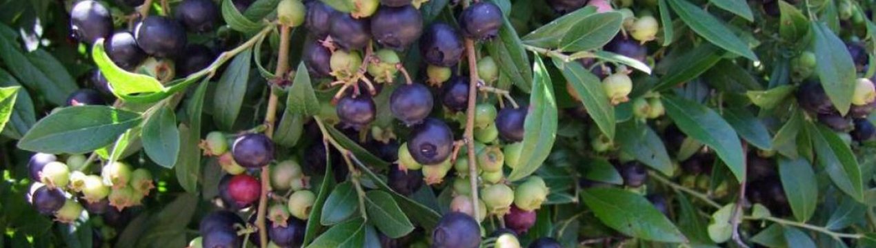 Лохина Путте: характеристика сорту і особливості вирощування