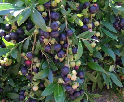 Лохина Путте: характеристика сорту і особливості вирощування