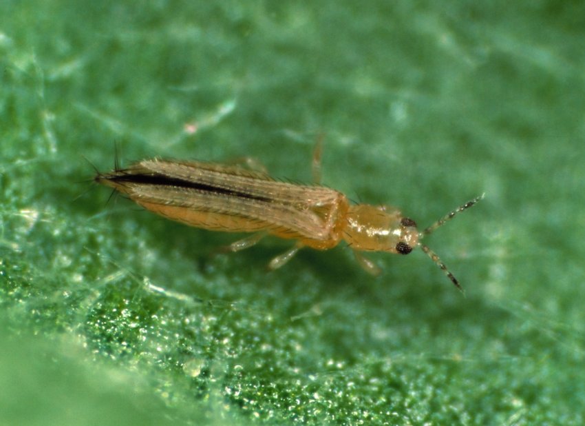 Карантинний організм, що ушкоджує понад 250 видів рослин, знайдений в Полтавській області