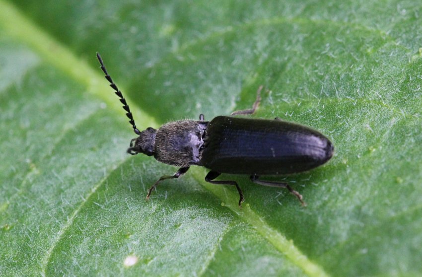 Карантинний організм, що ушкоджує понад 250 видів рослин, знайдений в Полтавській області