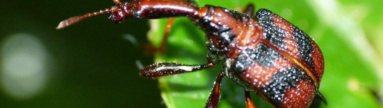 Карантинний організм, що ушкоджує понад 250 видів рослин, знайдений в Полтавській області