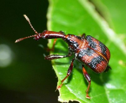 Карантинний організм, що ушкоджує понад 250 видів рослин, знайдений в Полтавській області 