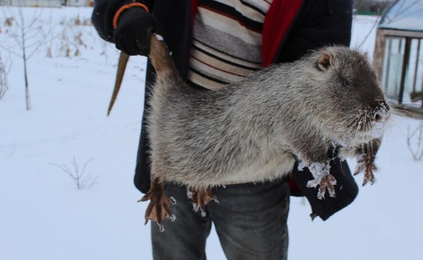 Гігантська нутрія Гігантська нутрія
