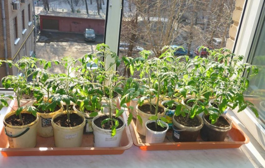 Загартовування розсади на підвіконні при відкритих вікнах Загартовування розсади на підвіконні при відкритих вікнах