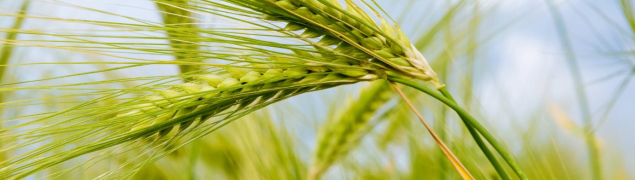 На Закарпатті розпочато збір врожаю ранніх зернових