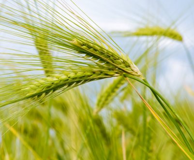 На Закарпатті розпочато збір врожаю ранніх зернових 