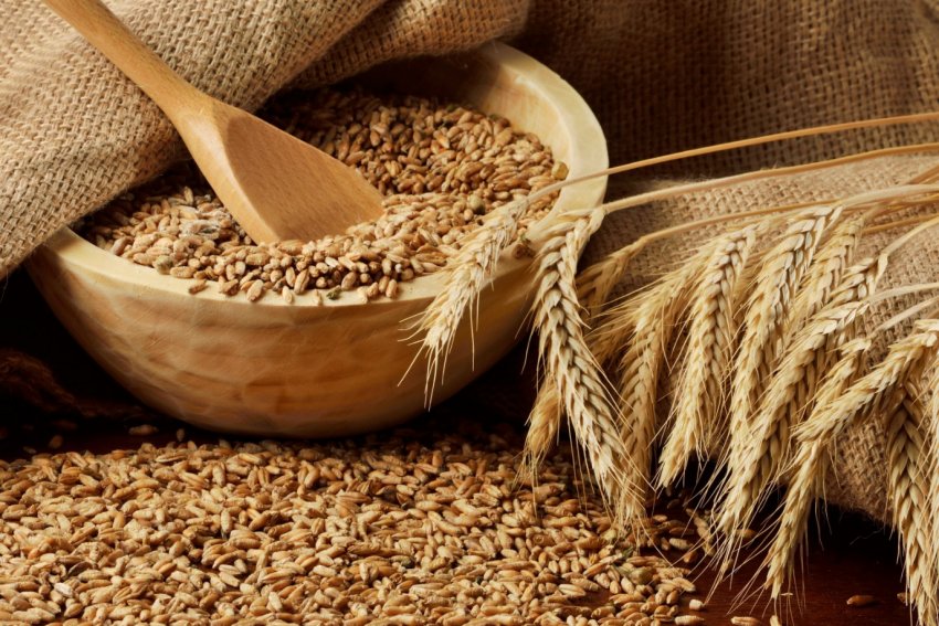 На Закарпатті розпочато збір врожаю ранніх зернових На Закарпатті розпочато збір врожаю ранніх зернових