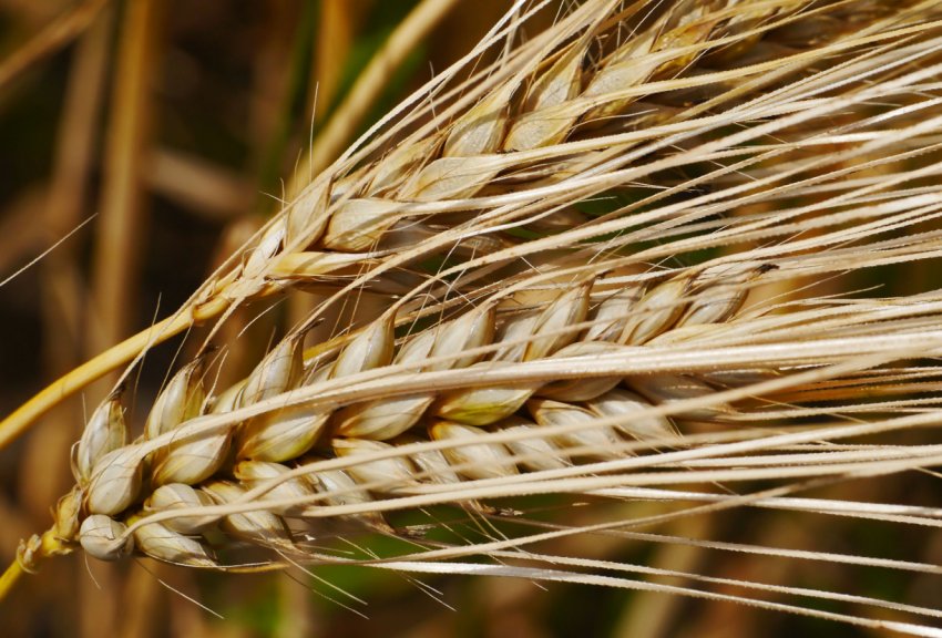 На Закарпатті розпочато збір врожаю ранніх зернових На Закарпатті розпочато збір врожаю ранніх зернових