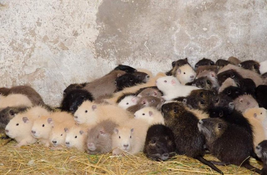 Розведення нутрій Розведення нутрій