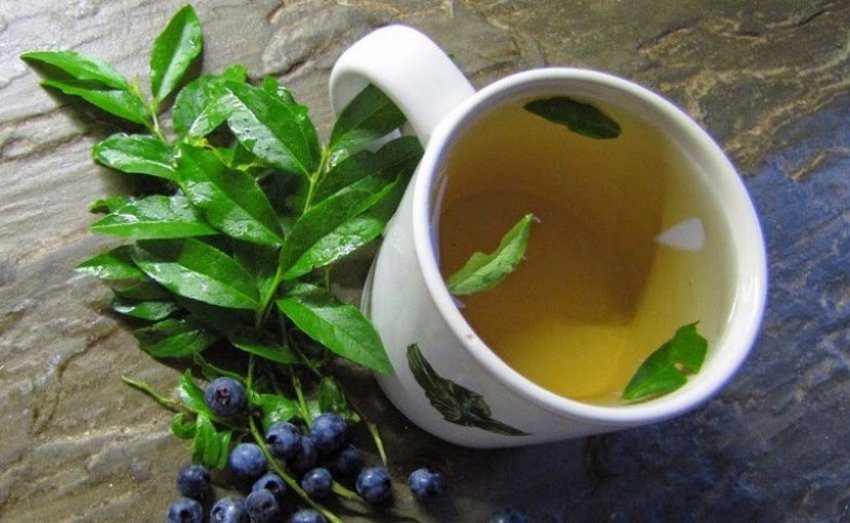 Відвар з листя лохини Відвар з листя лохини