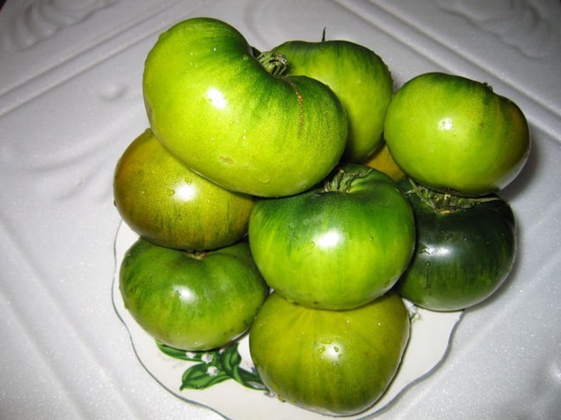 Томат «Болото»: характеристика та опис сорту, врожайність, вирощування ...