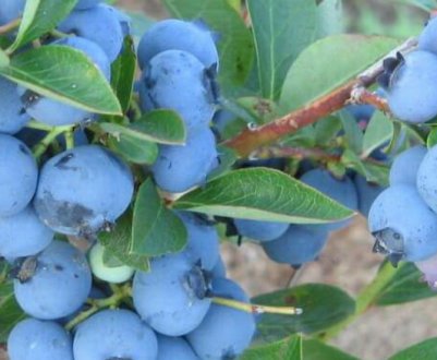 Лохина Чентеклир: характеристика сорту і особливості вирощування