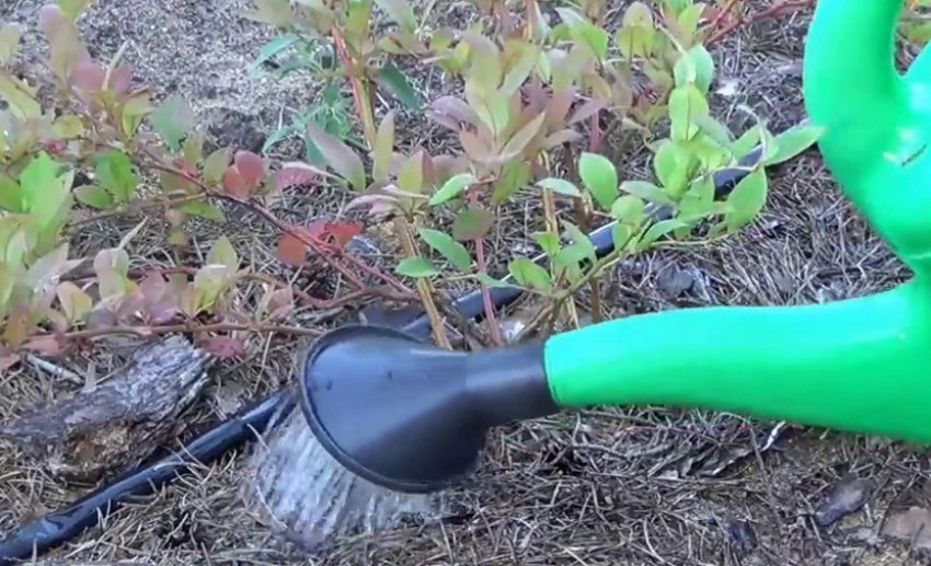 Полив лохини Полив лохини