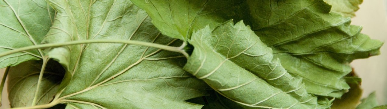 Особливості заготівлі листя смородини на зиму