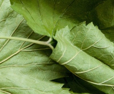 Особливості заготівлі листя смородини на зиму