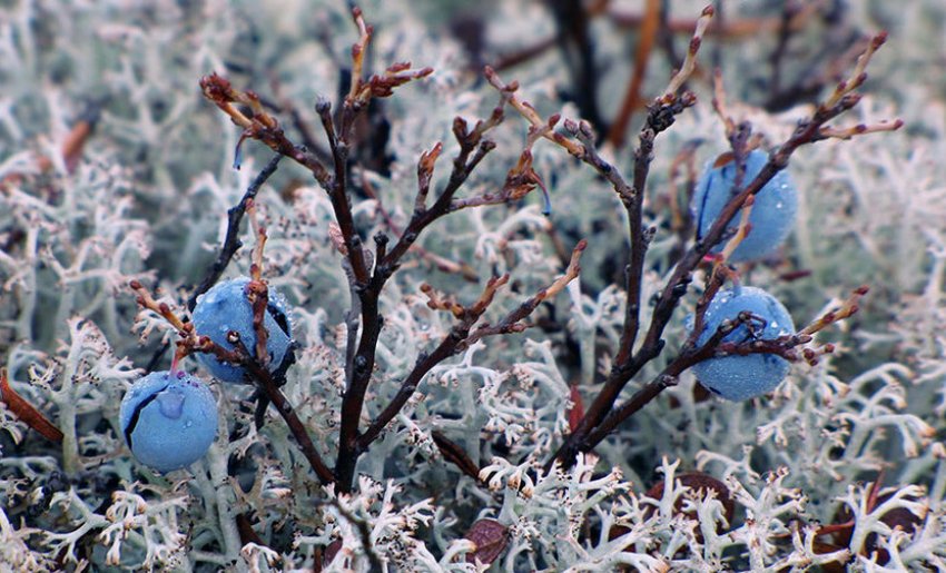 Кущ малини взимку Кущ малини взимку