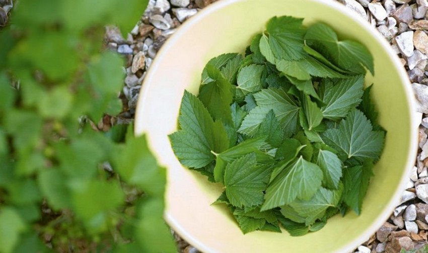 Заготівля листя смородини Заготівля листя смородини