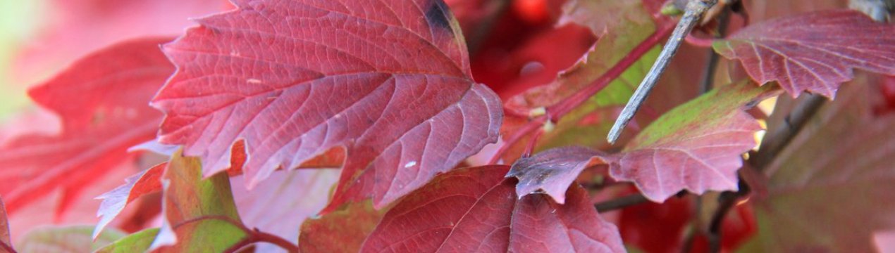 Калина Красная Листья Фото