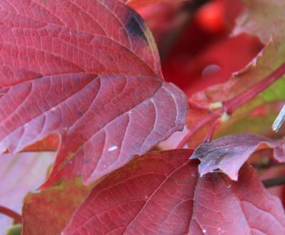 Листя калини: корисні властивості і протипоказання