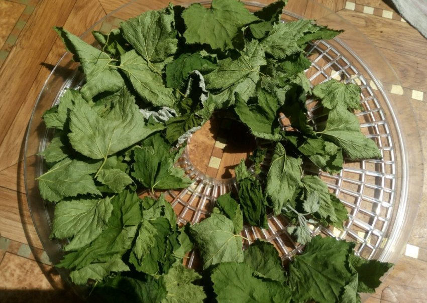 Сушіння листя смородини в електросушарці Сушіння листя смородини в електросушарці