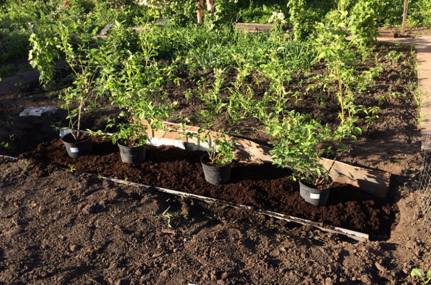 Місце для посадки лохини Місце для посадки лохини