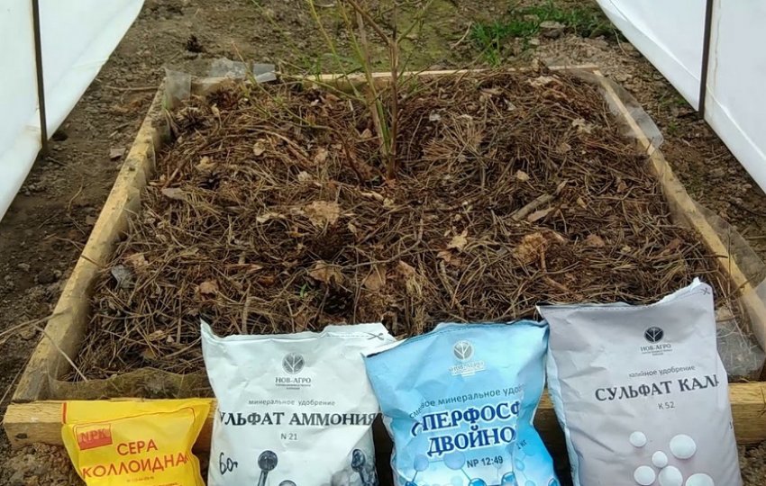 Підживлення лохини Підживлення лохини