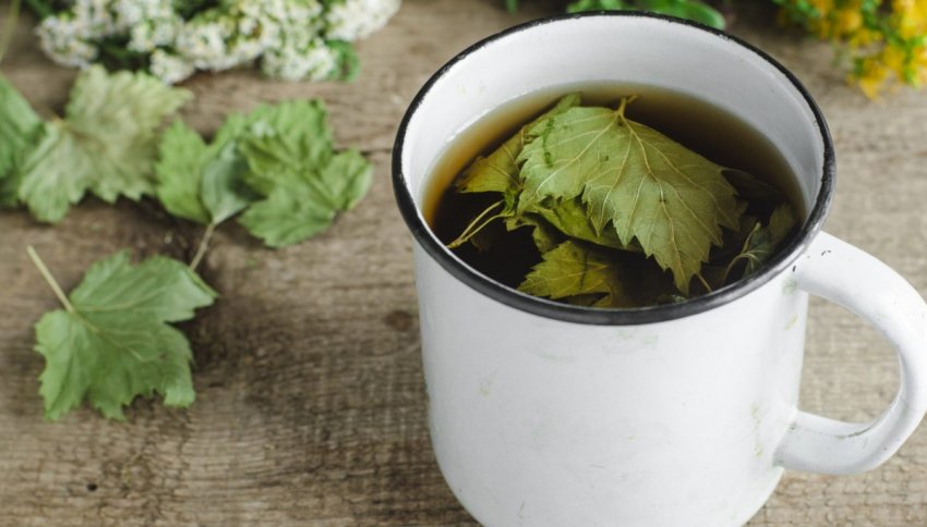 Застосування листя смородини Застосування листя смородини