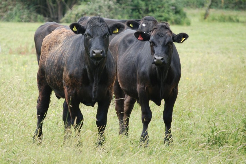 Житомирські сільгоспвиробники отримають компенсацію з бюджету області