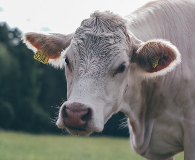 Житомирські сільгоспвиробники отримають компенсацію з бюджету області 