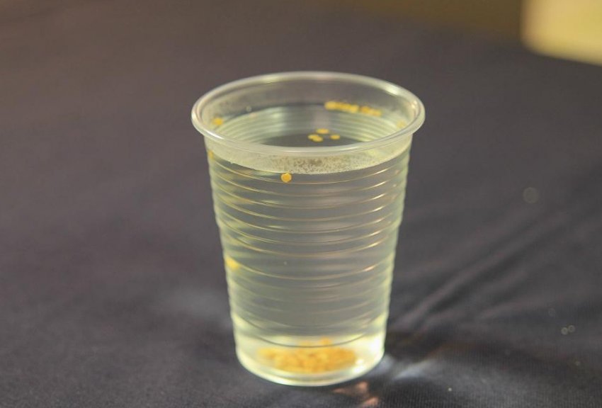 Відбраковування насіння помідорів Відбраковування насіння помідорів