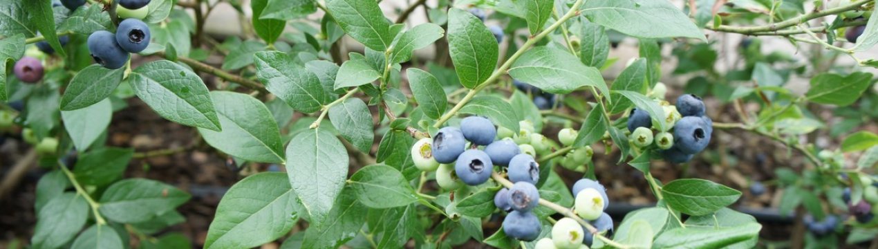 Лохина Норт Блю: характеристики та особливості сорту