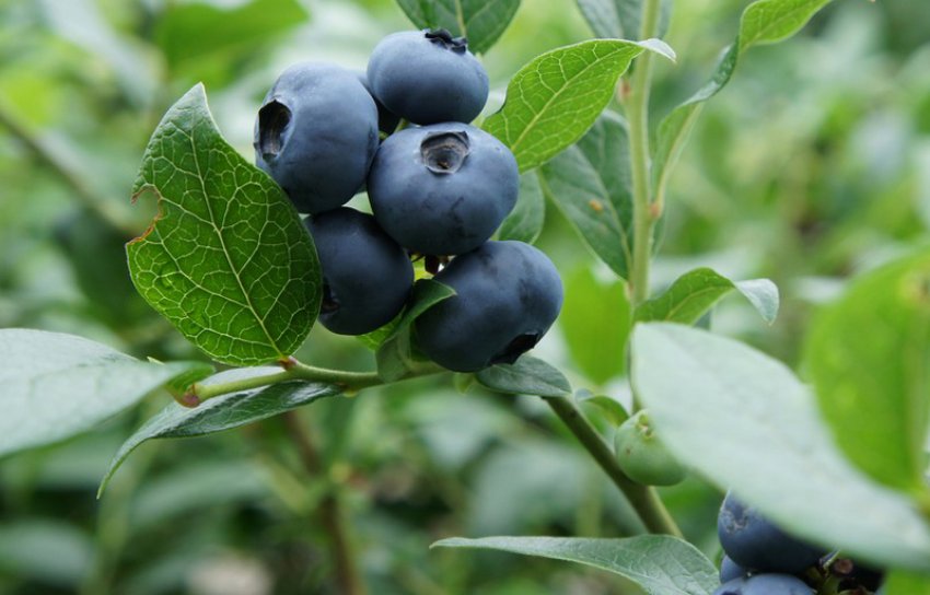 Лохина Норт Блю