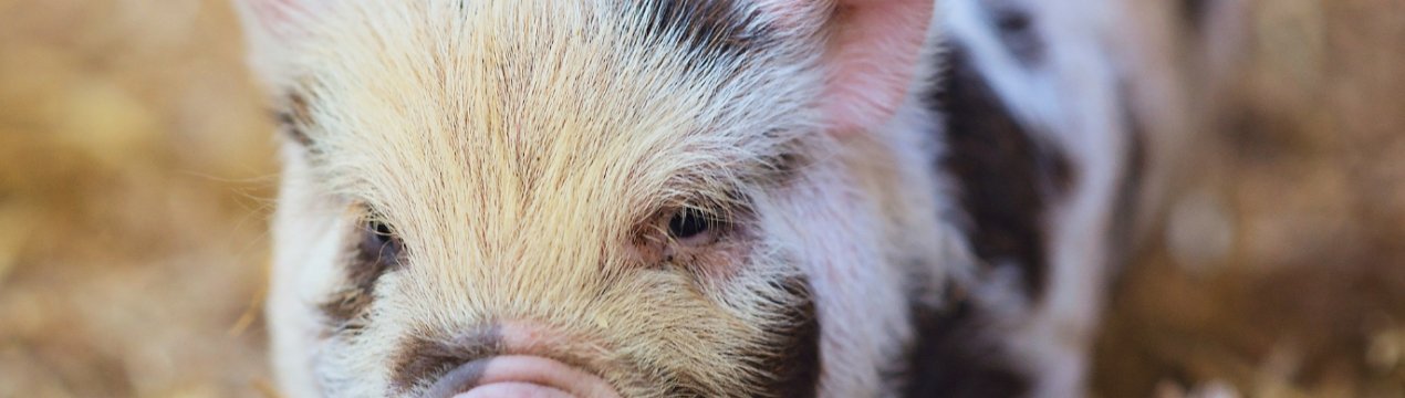 Незаконний скотомогильник і забійний пункт виявили в Полтавській виправній колонії