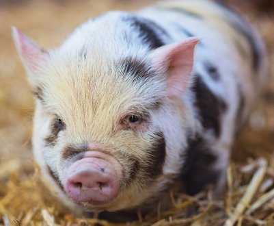 Незаконний скотомогильник і забійний пункт виявили в Полтавській виправній колонії
